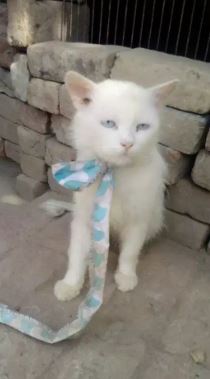 Parssion cat male for sale
