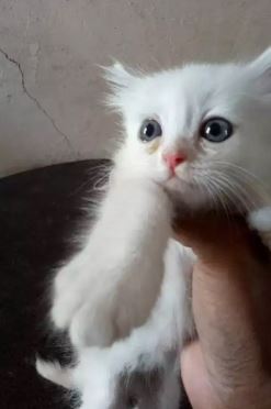 Beautiful persion kitten