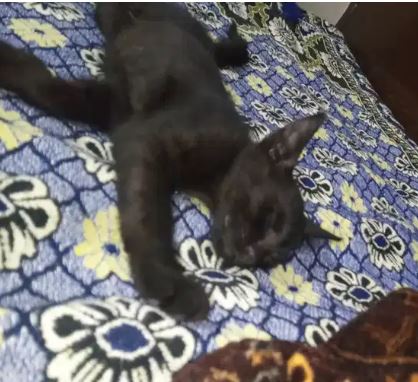 Siamese cat baby black colour