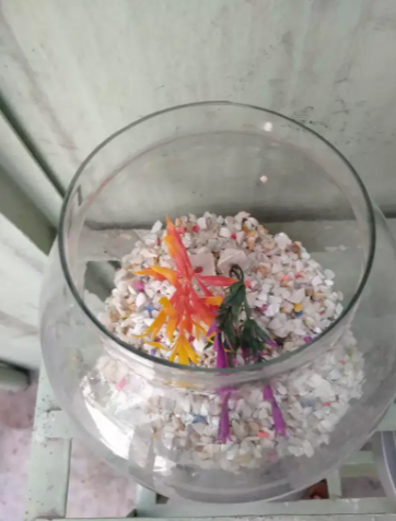 Small fish aquarium