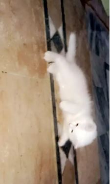 Persian 2core pure white 2 months baby cat