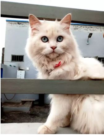 A pure white Persian female for sale