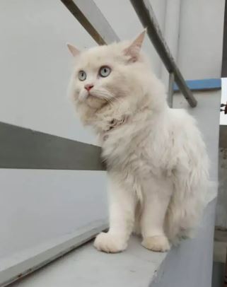 A pure white Persian female for sale