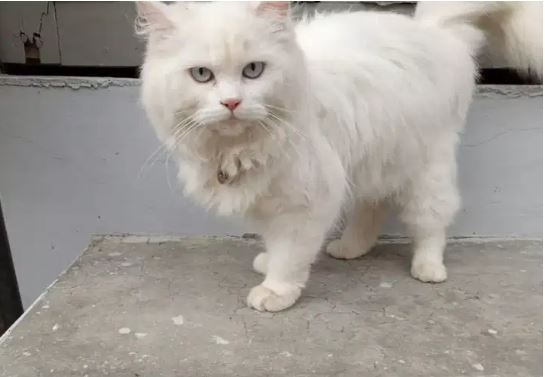 A pure white Persian female for sale