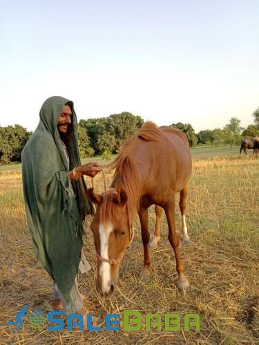 Beautyful Female Horse mix breed for sale