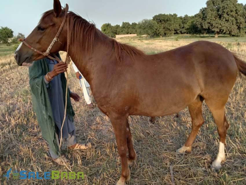 Beautyful Female Horse mix breed for sale