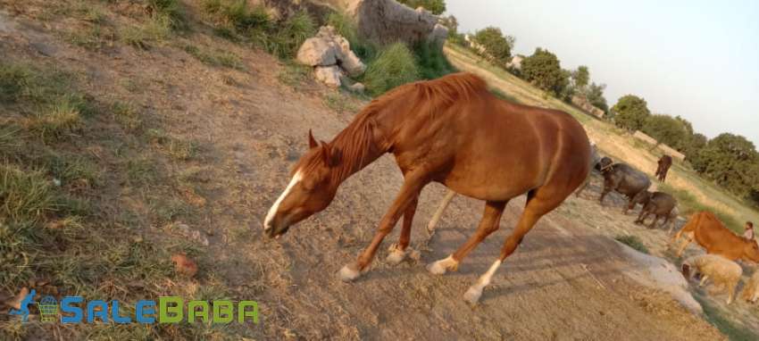 Beautyful Female Horse mix breed for sale