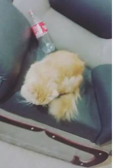 Triple Coated Tiger Shape Cat