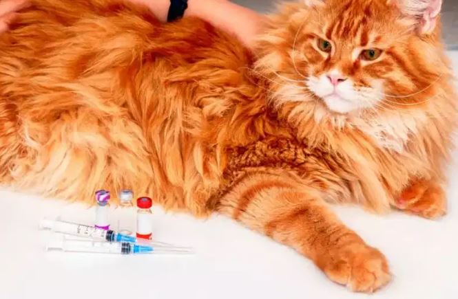 Cat Vaccination services by a Doctor.