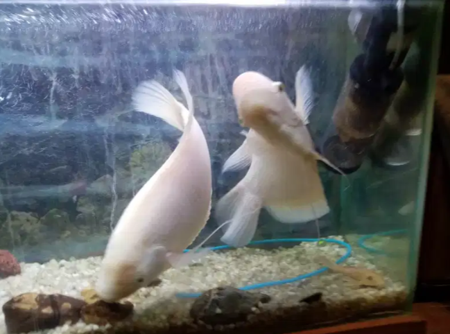 Fish Gaint garami
