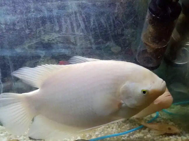 Fish Gaint garami