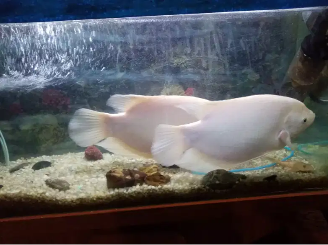 Fish Gaint garami