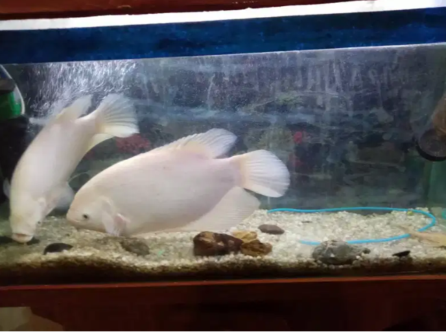 Fish Gaint garami