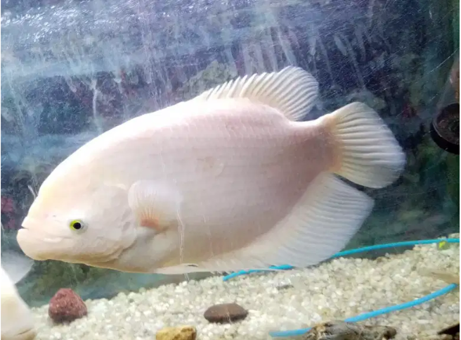 Fish Gaint garami