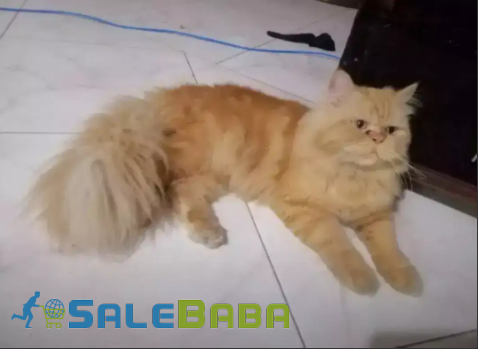 Punch Face Stud Male Golden Color Cat Available For Sale