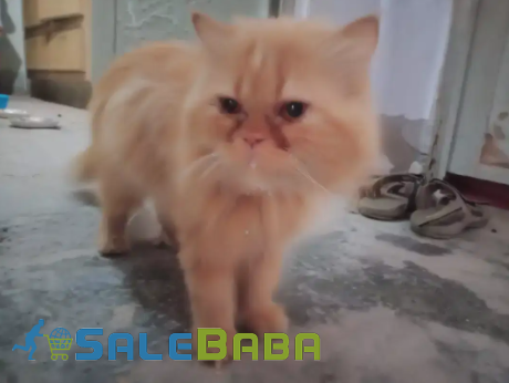 Punch Face Stud Male Golden Color Cat Available For Sale
