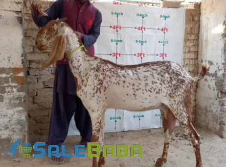 Bakri Brown & White Color Available For Sale In Hasilpur