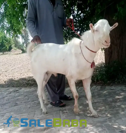 Beautiful Goat in White color available for sale