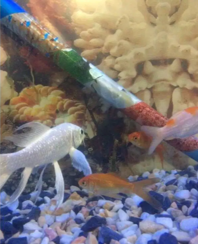Excellent aquarium 3.5*1