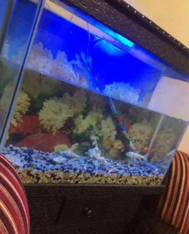 Excellent aquarium 3.5*1