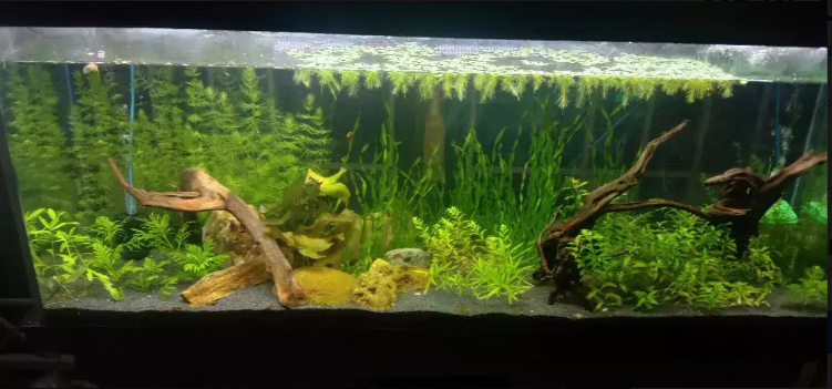 4feet planted aquarium