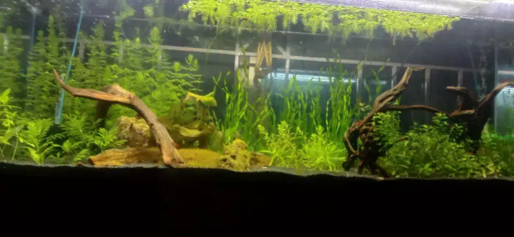 4feet planted aquarium
