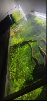 4feet planted aquarium