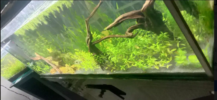 4feet planted aquarium
