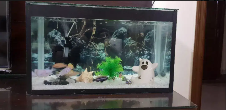 Fish and Aquarium