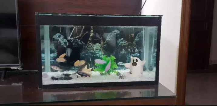 Fish and Aquarium