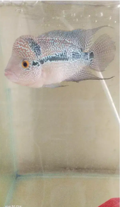Flowerhorn for sale