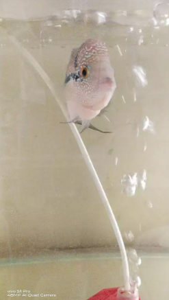 Flowerhorn for sale