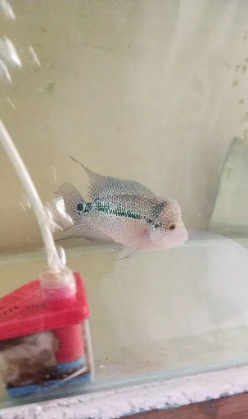 Flowerhorn for sale