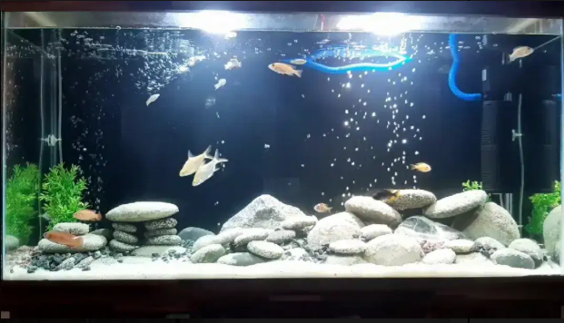 Mindblowing Aquariums at your doorstep by Fish On Wheels