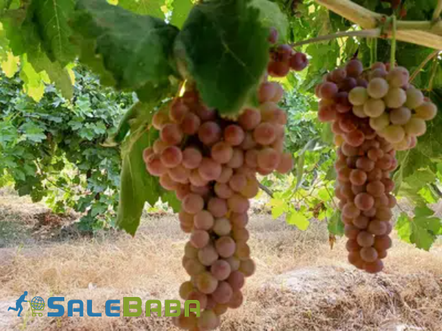 Grapes available for sale in Samundri