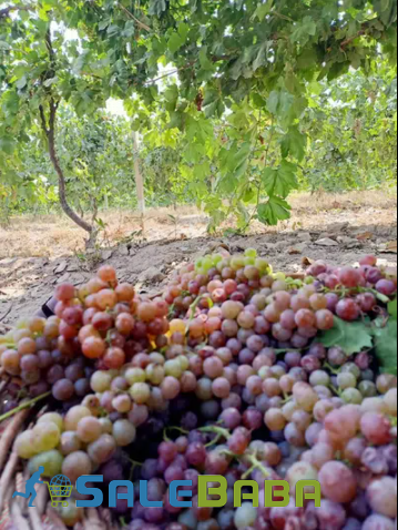 Grapes available for sale in Samundri