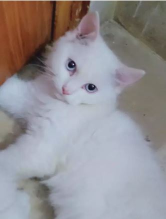 Blue eyes male kitten available for sale