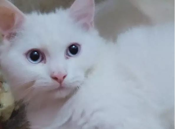 Blue eyes male kitten available for sale