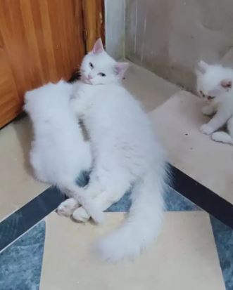 Blue eyes male kitten available for sale