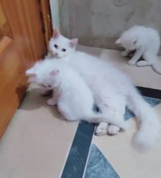 Blue eyes male kitten available for sale