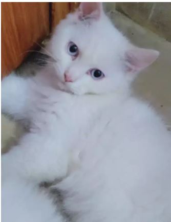 Blue eyes male kitten available for sale