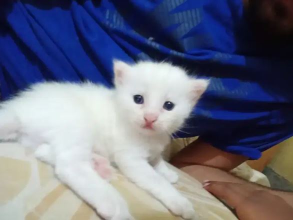 Persion cat kitten for sale