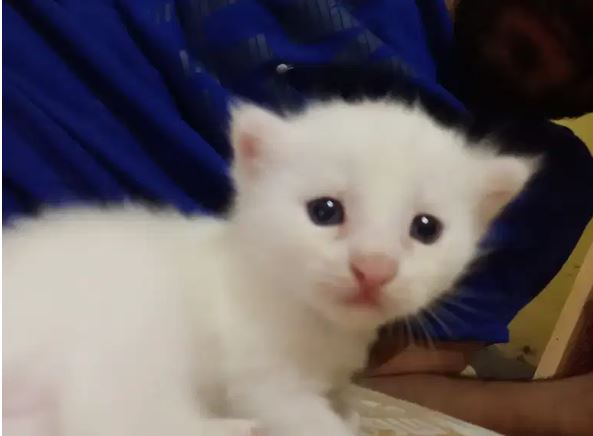 Persion cat kitten for sale