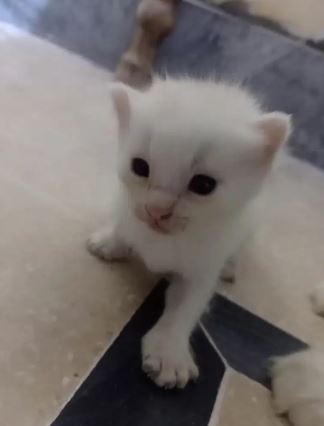 Persion cat kitten for sale