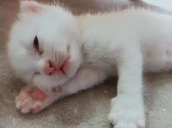 Persion cat kitten for sale
