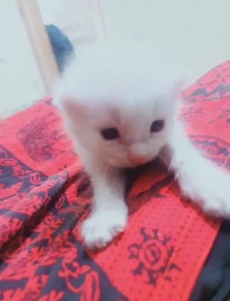 Persion cat kitten for sale