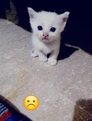 Persion cat kitten for sale