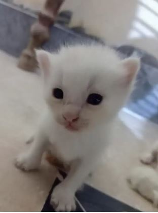Persion cat kitten for sale
