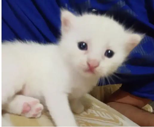 Persion cat kitten for sale