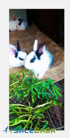 Rabbit in White Color available for sale